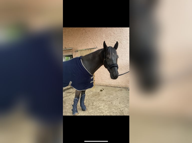 Polish Warmblood Gelding 13 years 16,2 hh Black in Wassertrüdingen