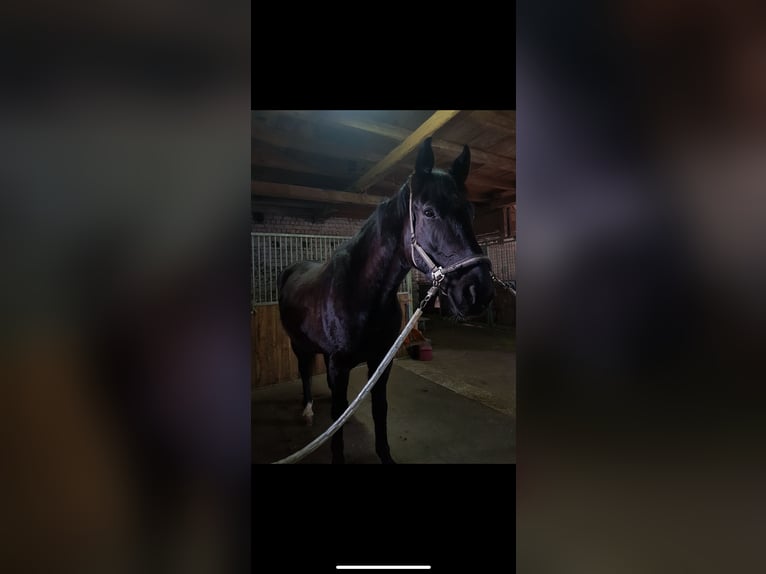 Polish Warmblood Gelding 13 years 16,2 hh Black in Wassertrüdingen