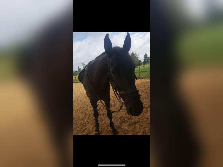 Polish Warmblood Gelding 13 years 16,2 hh Black in Wassertrüdingen