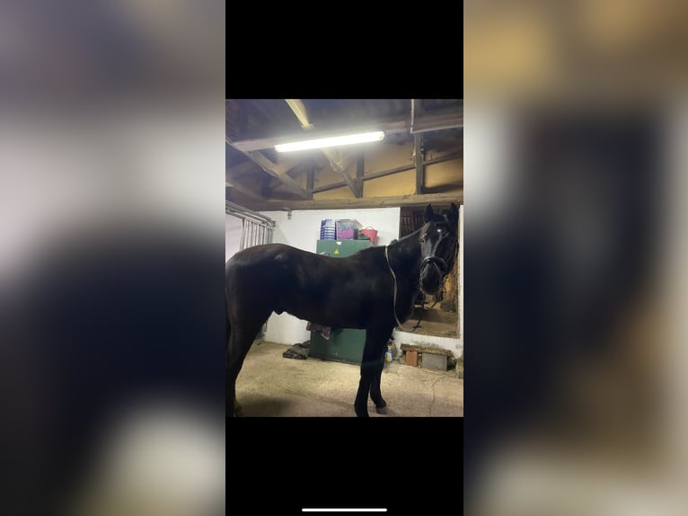 Polish Warmblood Gelding 13 years 16,2 hh Black in Wassertrüdingen