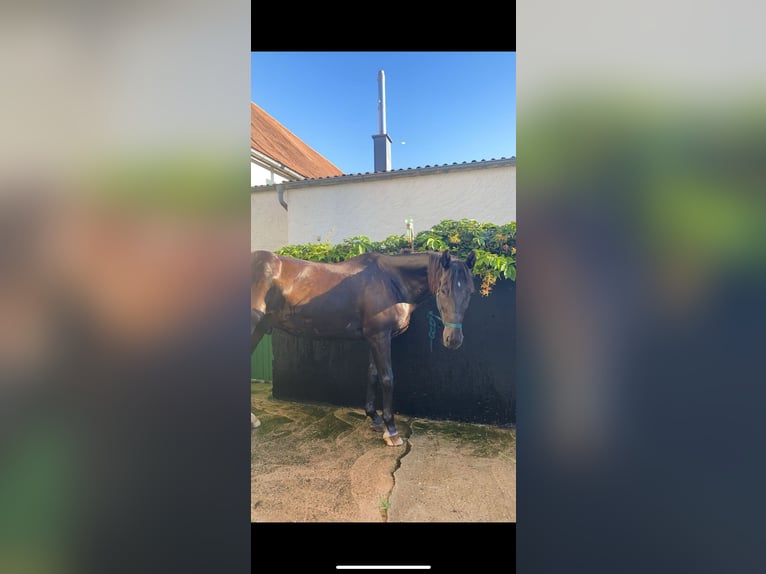 Polish Warmblood Gelding 13 years 16,2 hh Black in Wassertrüdingen