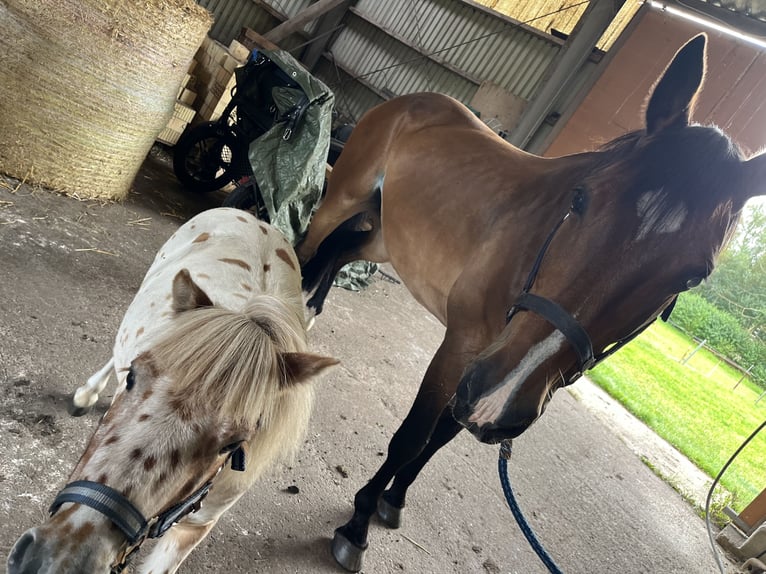 Polish Warmblood Gelding 13 years 16,3 hh Brown in Silberstedt