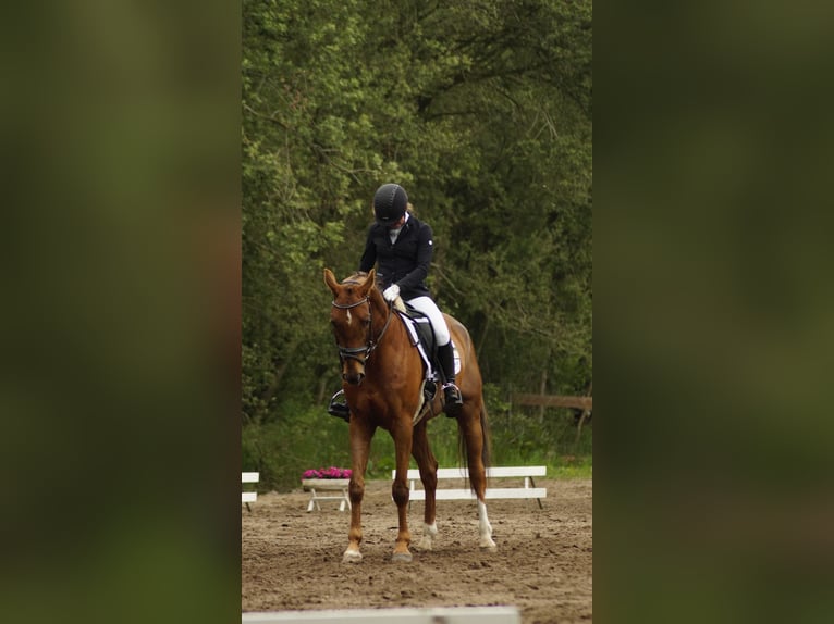 Polish Warmblood Gelding 13 years 16 hh Chestnut-Red in Rastede