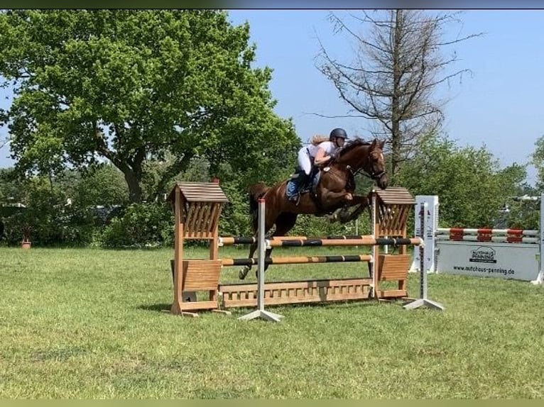 Polish Warmblood Gelding 13 years 16 hh Chestnut-Red in Rastede