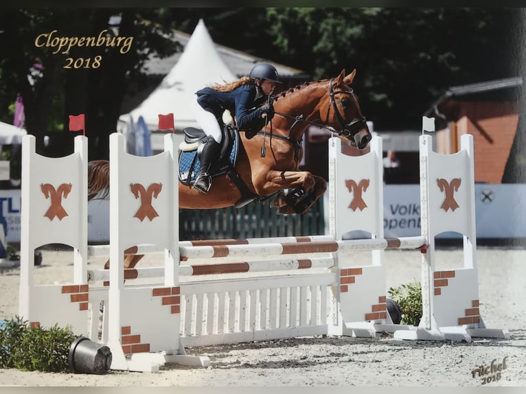 Polish Warmblood Gelding 13 years 16 hh Chestnut-Red in Rastede