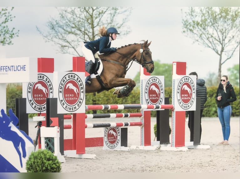 Polish Warmblood Gelding 13 years 16 hh Chestnut-Red in Rastede