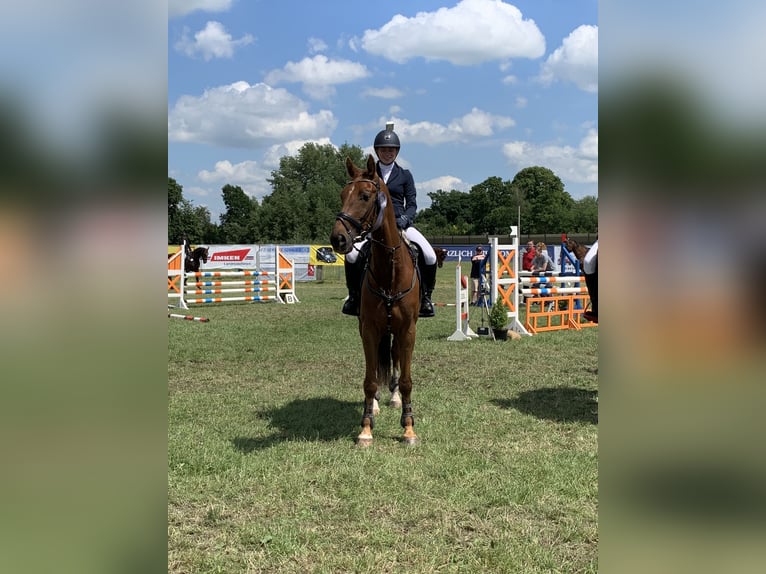 Polish Warmblood Gelding 13 years 16 hh Chestnut-Red in Rastede