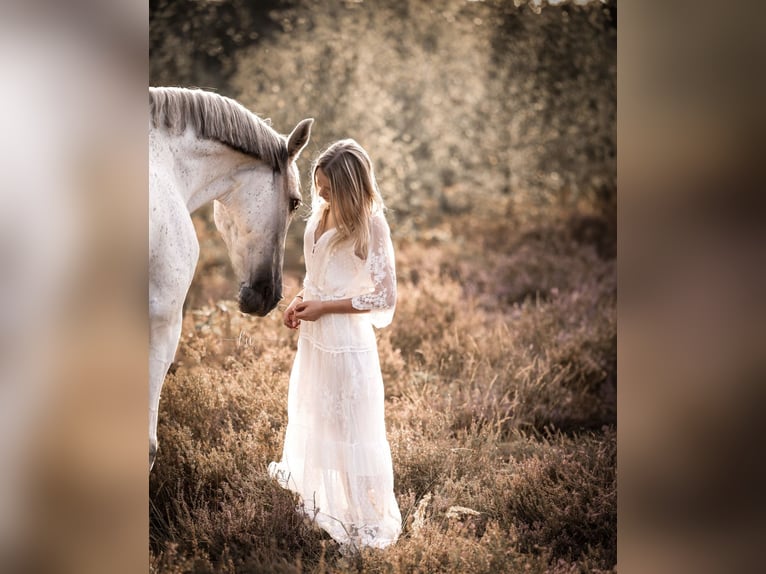 Polish Warmblood Gelding 13 years 16 hh Grey in Hohenbocka