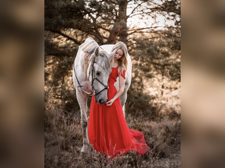 Polish Warmblood Gelding 13 years 16 hh Grey in Hohenbocka