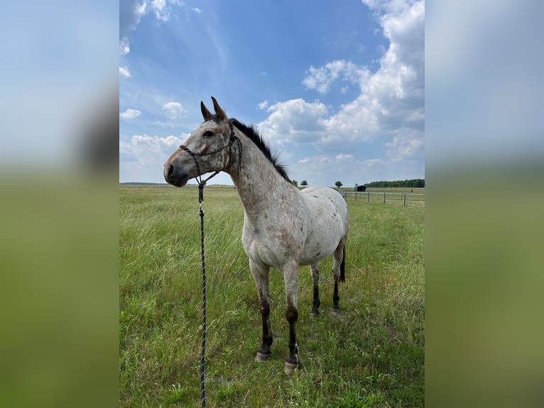 Polish Warmblood Gelding 13 years 16 hh Leopard-Piebald in Breydin