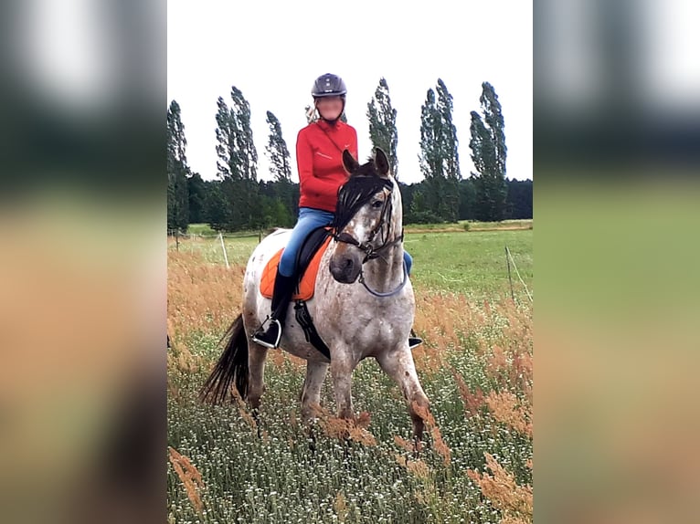 Polish Warmblood Gelding 13 years 16 hh Leopard-Piebald in Breydin