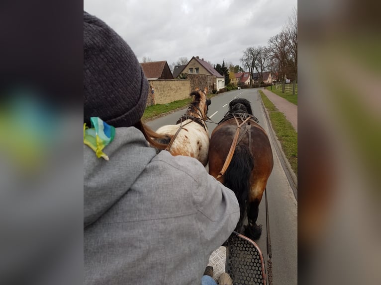 Polish Warmblood Gelding 13 years 16 hh Leopard-Piebald in Breydin