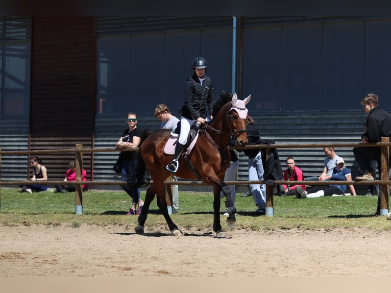 Polish Warmblood Gelding 13 years 17 hh Brown in České Budějovice