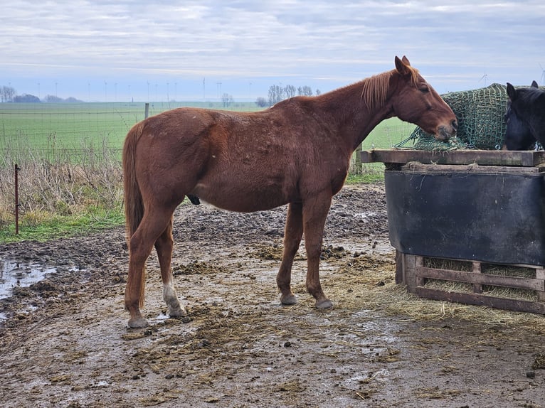 Polish Warmblood Gelding 15 years 15,3 hh Chestnut-Red in Br&#xFC;ssow