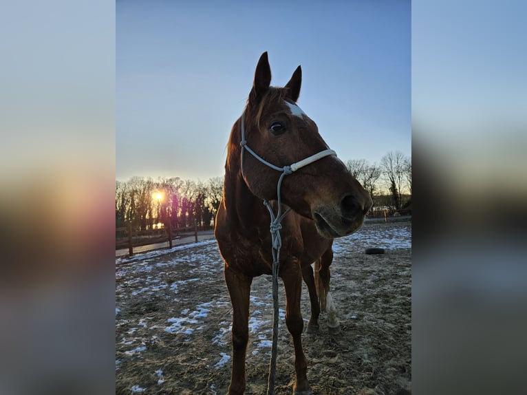 Polish Warmblood Gelding 15 years 15,3 hh Chestnut-Red in Br&#xFC;ssow