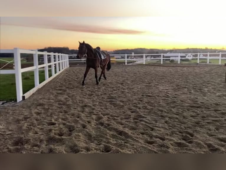 Polish Warmblood Gelding 15 years 16 hh Brown in Gars am Inn