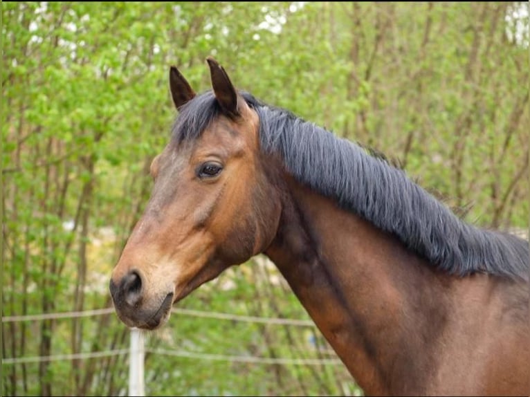 Polish Warmblood Gelding 15 years 16 hh Brown in Gars am Inn