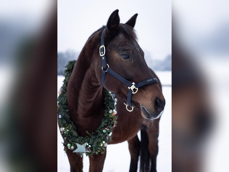 Polish Warmblood Gelding 15 years 16 hh Brown in Gars am Inn