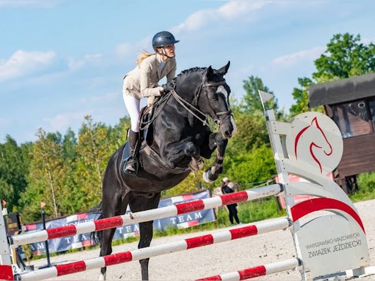Polish Warmblood Gelding 15 years 16,2 hh Black in Konstancin-Jeziorna