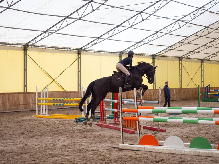 Polish Warmblood Gelding 15 years 16,2 hh Black in Konstancin-Jeziorna