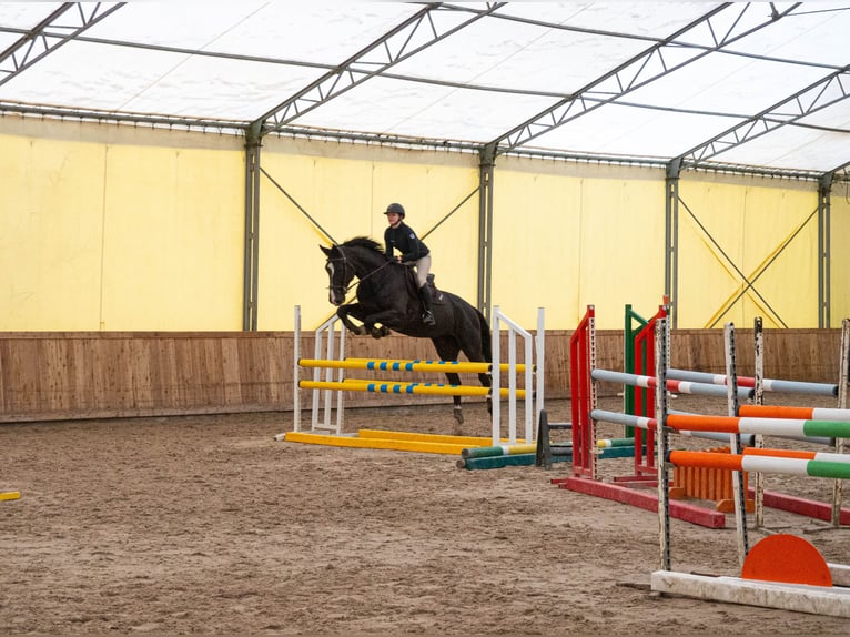 Polish Warmblood Gelding 15 years 16,2 hh Black in Konstancin-Jeziorna