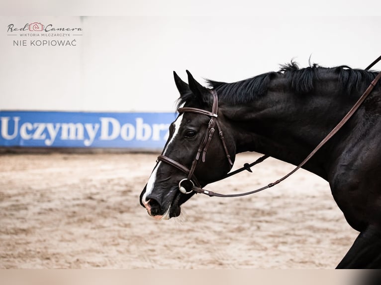 Polish Warmblood Gelding 15 years 16,2 hh Black in Konstancin-Jeziorna