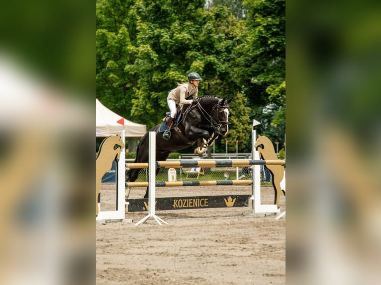 Polish Warmblood Gelding 15 years 16,2 hh Black in Konstancin-Jeziorna