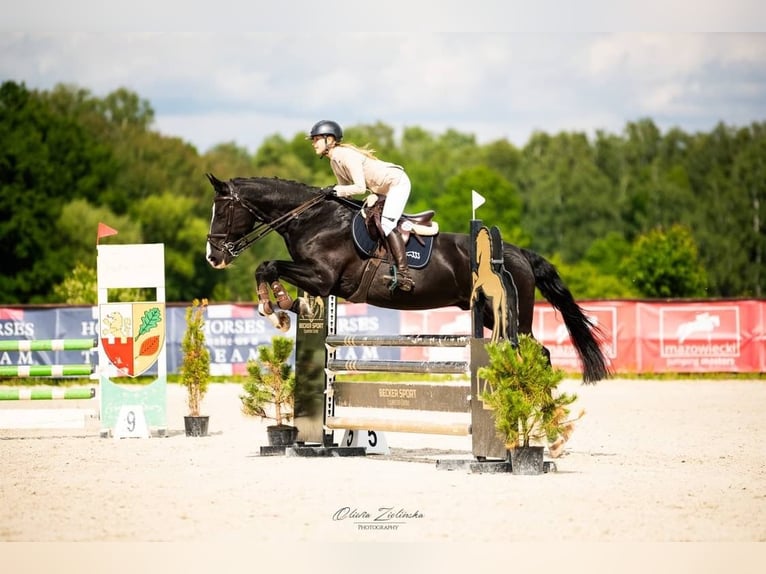 Polish Warmblood Gelding 15 years 16,2 hh Black in Konstancin-Jeziorna