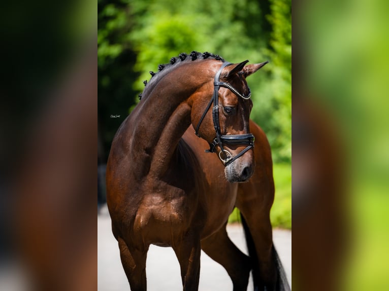 Polish Warmblood Gelding 15 years 17 hh Bay-Dark in Mol