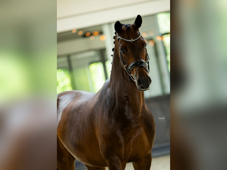Polish Warmblood Gelding 15 years 17 hh Bay-Dark in Mol