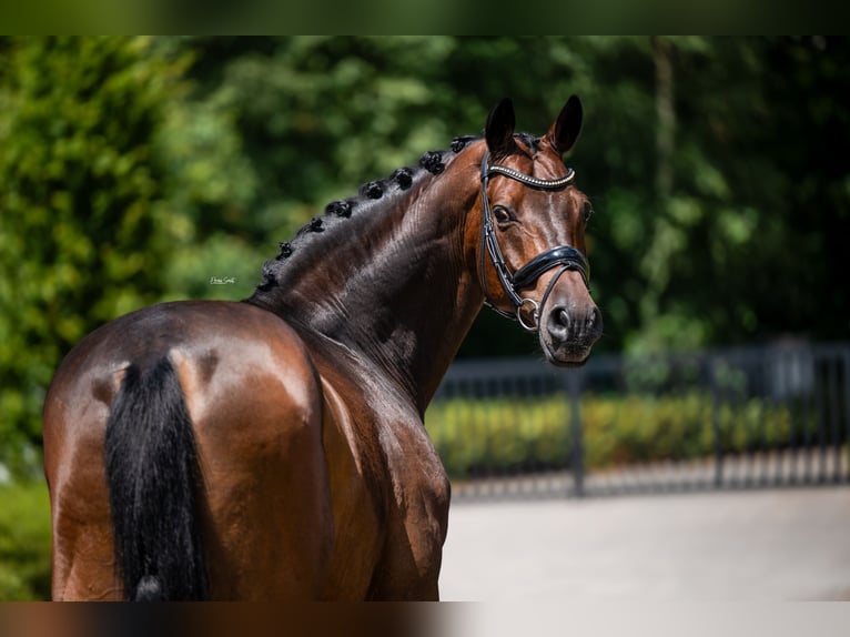 Polish Warmblood Gelding 15 years 17 hh Bay-Dark in Mol
