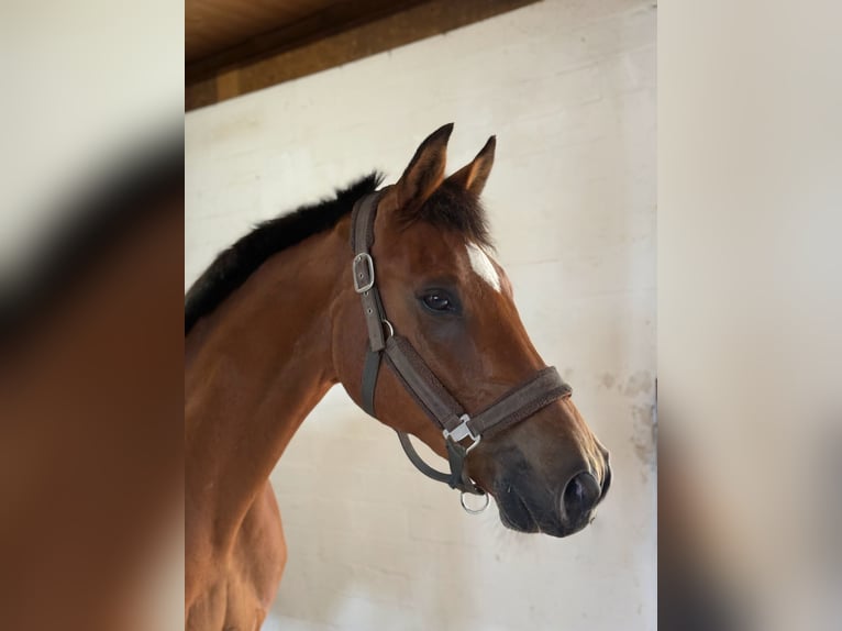 Polish Warmblood Gelding 16 years 15,2 hh Brown in Hankensb&#xFC;ttel