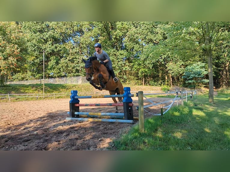 Polish Warmblood Gelding 16 years 15,2 hh Brown in Hankensb&#xFC;ttel