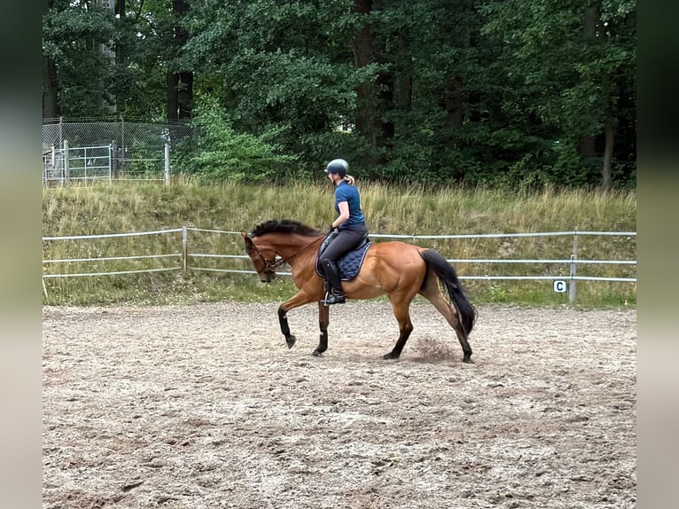 Polish Warmblood Gelding 16 years 15,2 hh Brown in Hankensb&#xFC;ttel