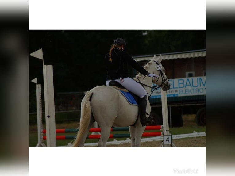 Polish Warmblood Gelding 16 years 16,1 hh Gray in Herten