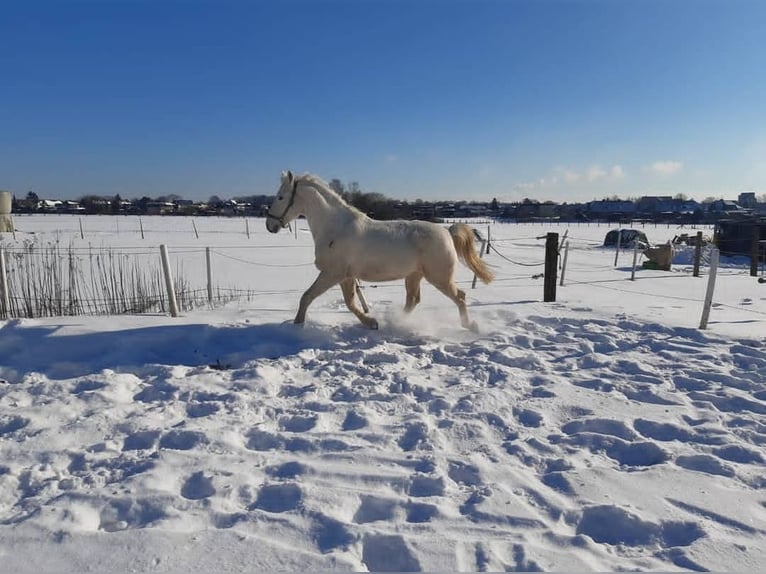 Polish Warmblood Gelding 16 years 16,1 hh Gray in Herten