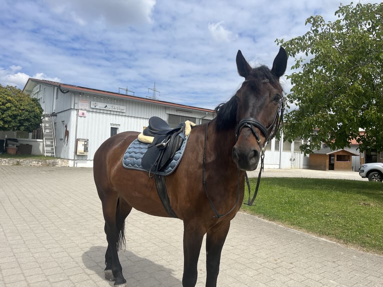 Polish Warmblood Gelding 16 years 17 hh Brown in Besigheim