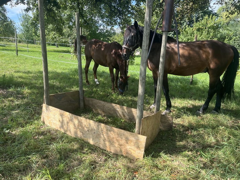 Polish Warmblood Gelding 16 years 17 hh Brown in Besigheim