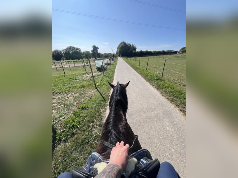 Polish Warmblood Gelding 16 years 17 hh Brown in Besigheim