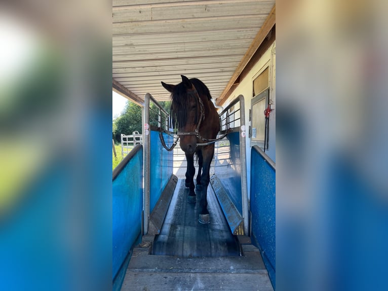 Polish Warmblood Gelding 16 years 17 hh Brown in Besigheim