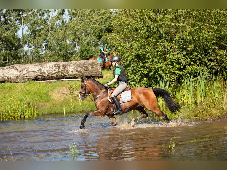 Polish Warmblood Gelding 17 years 14,2 hh Brown in Osdorf/Borghorst