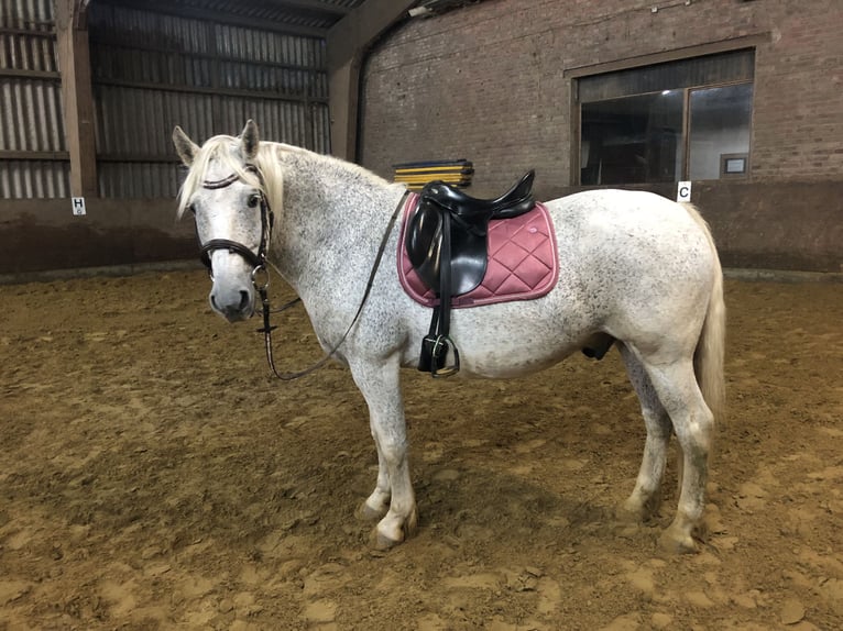 Polish Warmblood Gelding 17 years 15,2 hh Gray in Borken