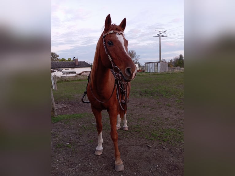 Polish Warmblood Gelding 17 years 15 hh Chestnut-Red in Grafenwöhr