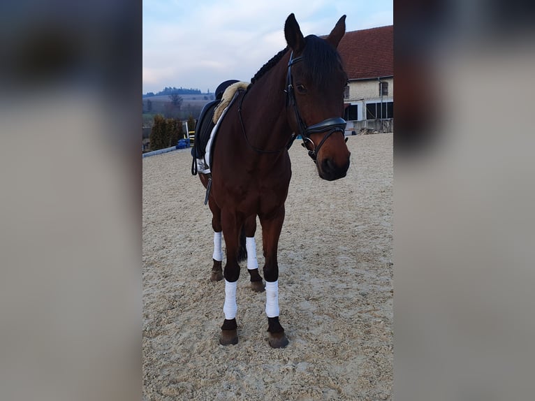 Polish Warmblood Gelding 17 years 16,1 hh Brown in Schlatt