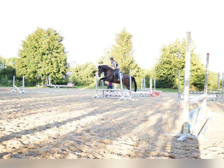 Polish Warmblood Gelding 17 years 16,1 hh Brown in Friedrichshafen