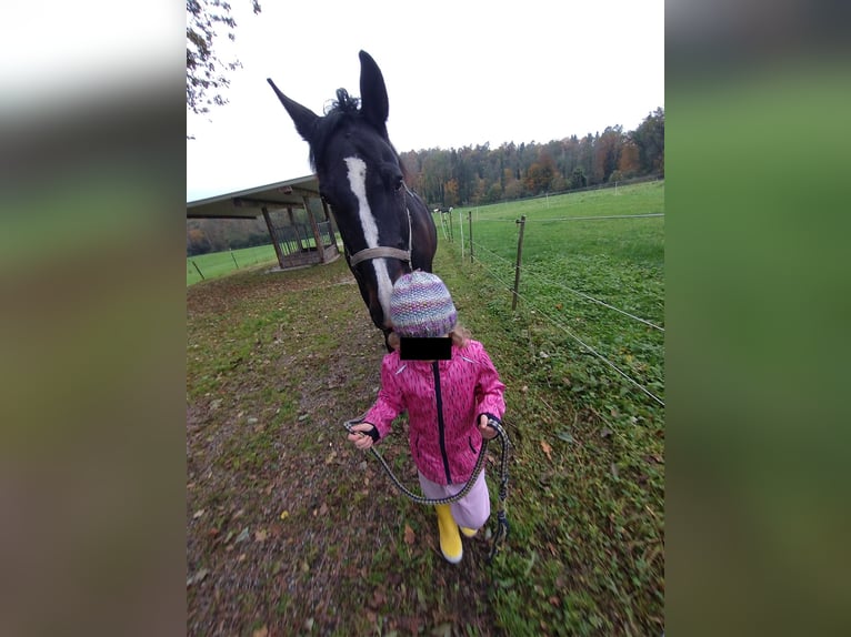 Polish Warmblood Gelding 17 years 16,1 hh Brown in Friedrichshafen