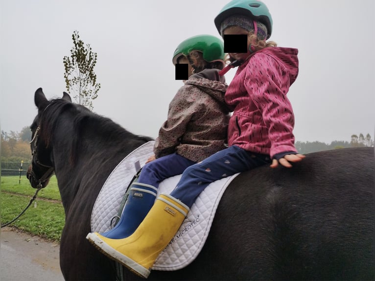 Polish Warmblood Gelding 17 years 16,1 hh Brown in Friedrichshafen