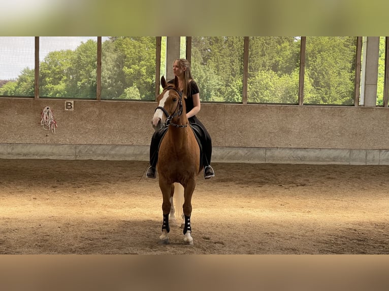 Polish Warmblood Gelding 17 years 16,1 hh Chestnut-Red in Reichertsheim