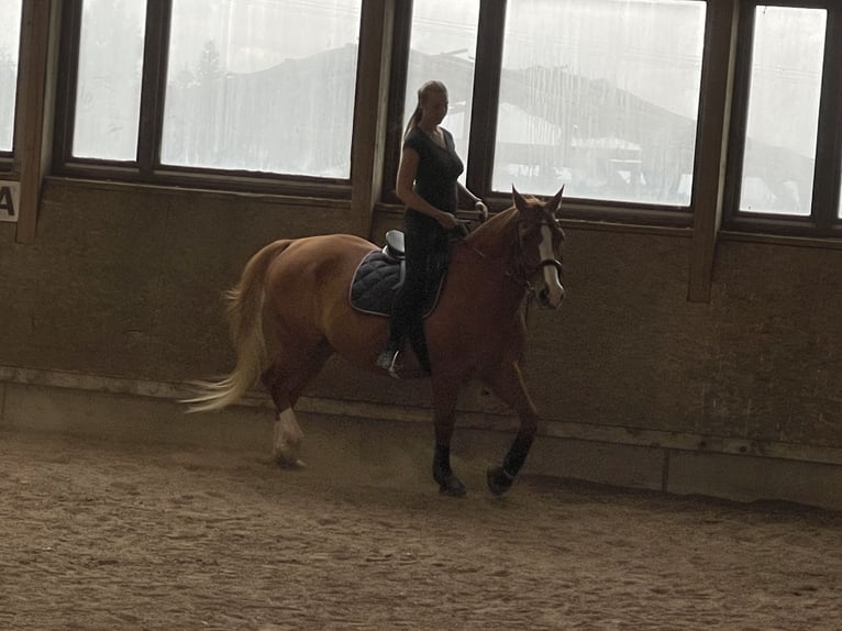 Polish Warmblood Gelding 17 years 16,1 hh Chestnut-Red in Reichertsheim