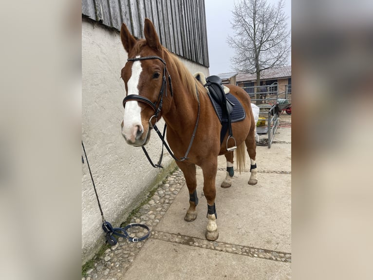 Polish Warmblood Gelding 17 years 16,1 hh Chestnut-Red in Reichertsheim